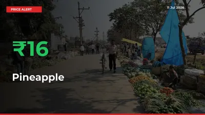 Why Pineapple Prices Rose 15.95% in a Day at Mandis