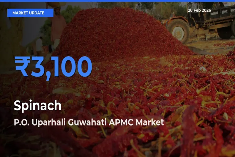 Top Performer! P.O. Uparhali Guwahati APMC Offers Best Spinach Price Today