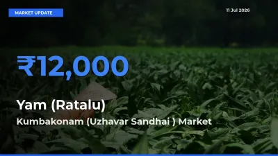 Kumbakonam (Uzhavar Sandhai ) Records Highest ₹12,000 Rate for Yam (Ratalu)