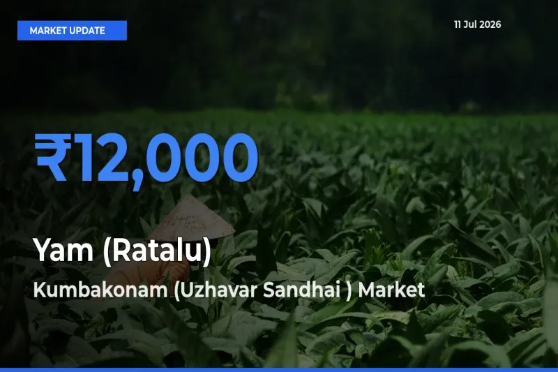 Kumbakonam (Uzhavar Sandhai ) Records Highest ₹12,000 Rate for Yam (Ratalu)
