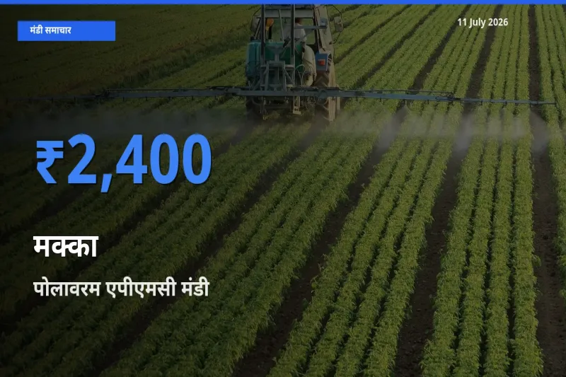 आज मक्का के सबसे ज़्यादा दाम पोलावरम एपीएमसी मंडी में दर्ज