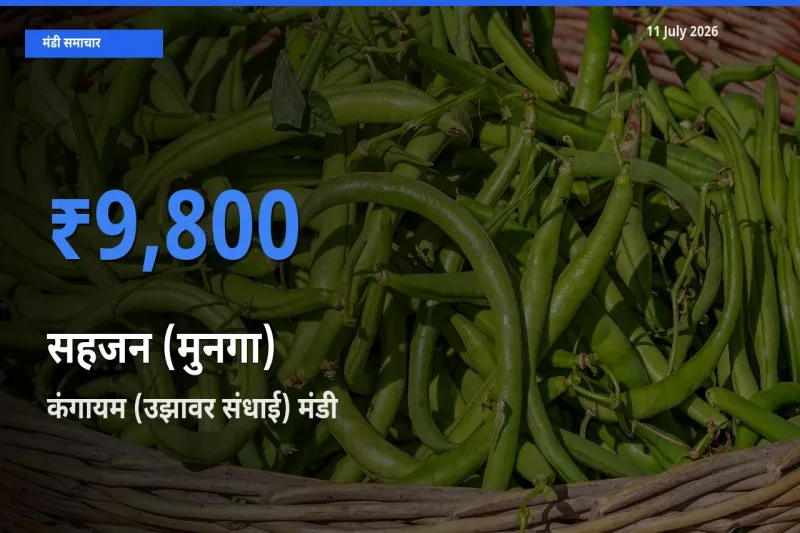 11 July अपडेट: सहजन (मुनगा) के सबसे ऊँचे दाम कंगायम (उझावर संधाई) मंडी में