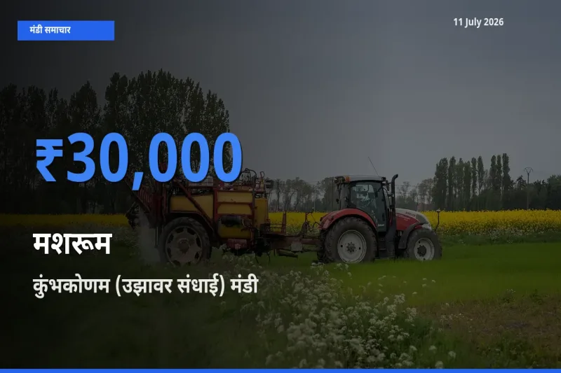 टॉप मंडी बना कुंभकोणम (उझावर संधाई)! मशरूम के सबसे ऊँचे दाम यहीं दर्ज