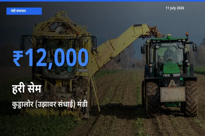आज का मंडी भाव: हरी सेम के सबसे ज़्यादा दाम कुड्डालोर (उझावर संधाई) में