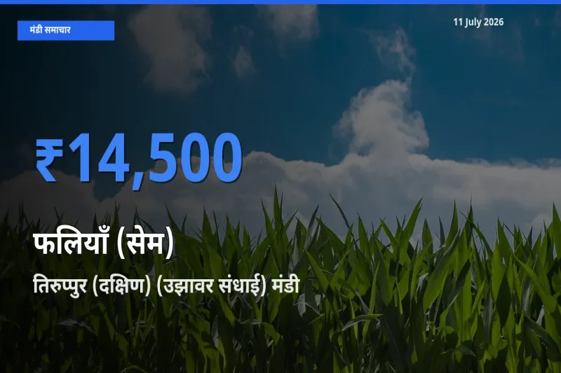 आज फलियाँ (सेम) के सबसे ऊँचे दाम ₹14,500 तिरुप्पुर (दक्षिण) (उझावर संधाई) मंडी में