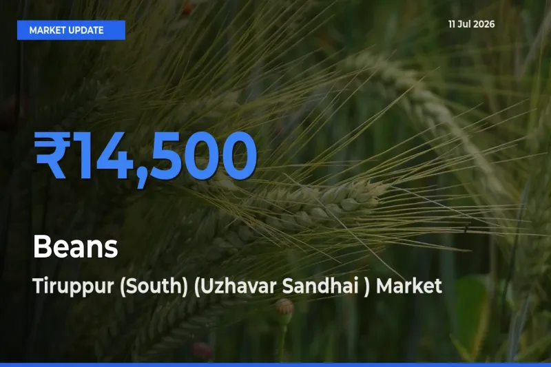 Tiruppur (South) (Uzhavar Sandhai ) Offers ₹14,500 – Highest Beans Rate Today