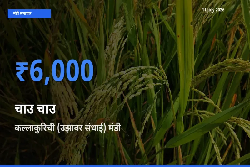 आज का मंडी भाव: चाउ चाउ के सबसे ज़्यादा दाम कल्लाकुरिची (उझावर संधाई) में