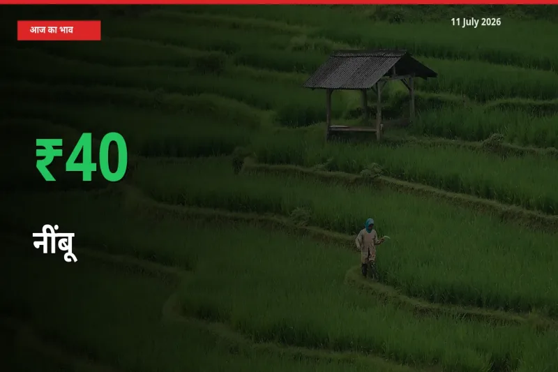 नींबू 39.86% उछला, मंडी