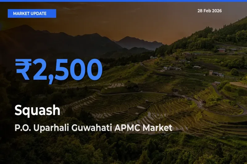 Squash Mandi Rate Today: P.O. Uparhali Guwahati APMC Tops the List