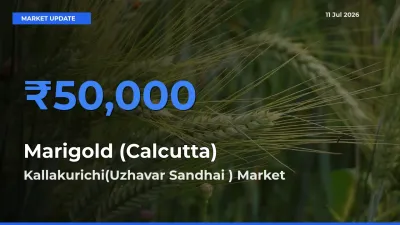 Kallakurichi(Uzhavar Sandhai ) Emerges as Top Mandi for Marigold (Calcutta) Prices Today