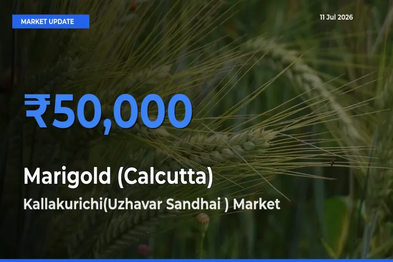 Kallakurichi(Uzhavar Sandhai ) Emerges as Top Mandi for Marigold (Calcutta) Prices Today
