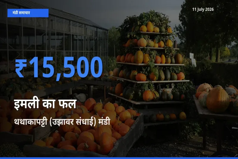 टॉप मंडी बना थथाकापट्टी (उझावर संधाई)! इमली का फल के सबसे ऊँचे दाम यहीं दर्ज