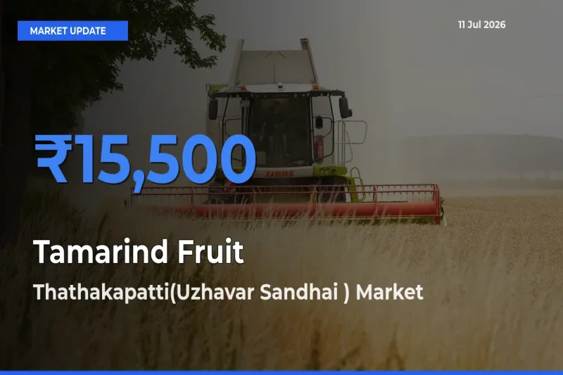 Thathakapatti(Uzhavar Sandhai ) Offers ₹15,500 – Highest Tamarind Fruit Rate Today