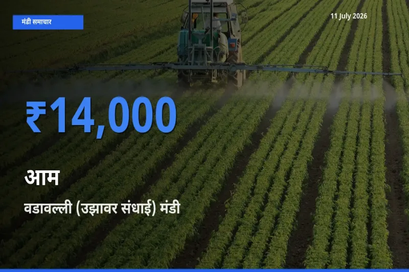 आज आम के सबसे ज़्यादा दाम वडावल्ली (उझावर संधाई) मंडी में दर्ज