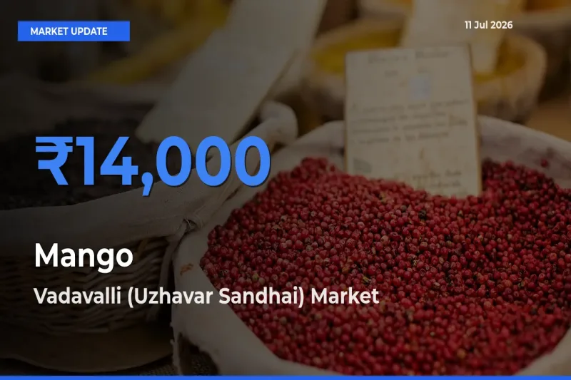 Market Watch: Vadavalli (Uzhavar Sandhai) Becomes Top Mandi for Mango