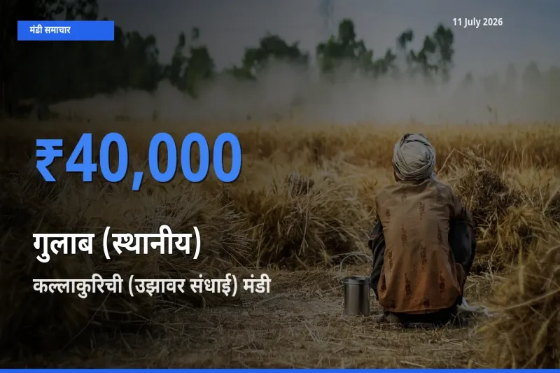 कल्लाकुरिची (उझावर संधाई) मंडी में आज गुलाब (स्थानीय) के सबसे ऊँचे दाम दर्ज