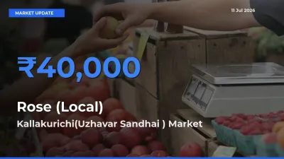 Kallakurichi(Uzhavar Sandhai ) Emerges as Top Mandi for Rose (Local) Prices Today