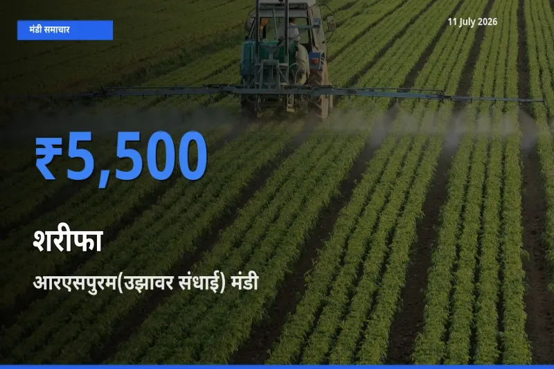 आज का मंडी भाव: शरीफा के सबसे ज़्यादा दाम आरएसपुरम(उझावर संधाई) में
