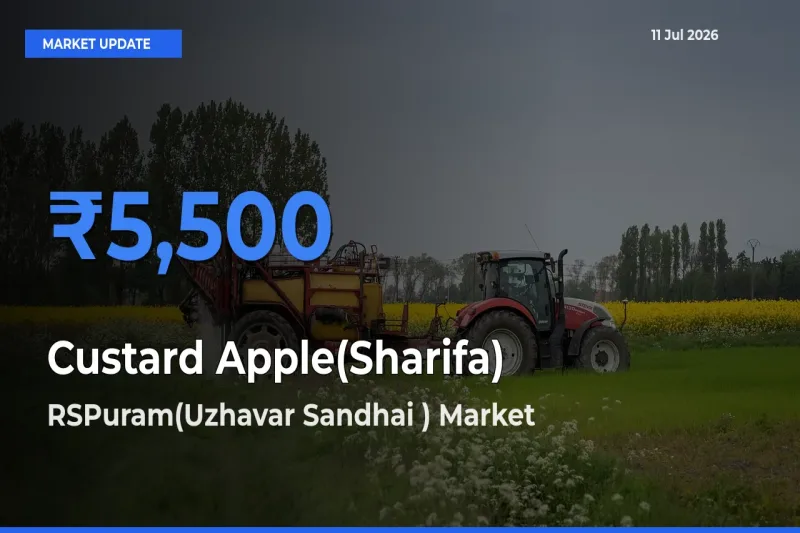 Farmers Prefer RSPuram(Uzhavar Sandhai ) as Custard Apple(Sharifa) Hits Highest Rate