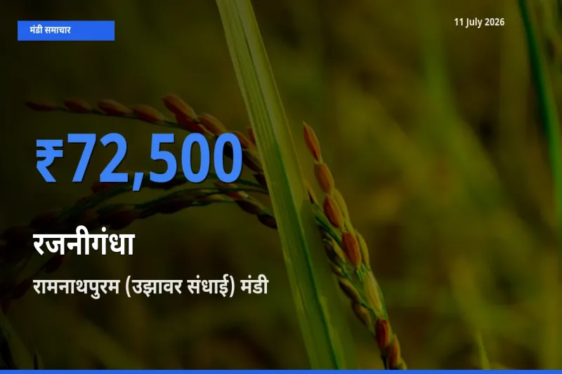 रामनाथपुरम (उझावर संधाई) मंडी में आज रजनीगंधा के सबसे ऊँचे दाम दर्ज