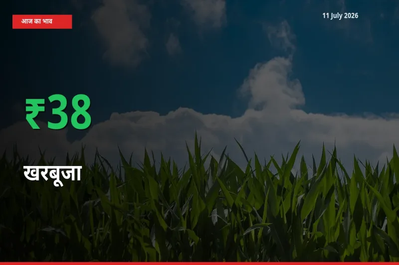 तेज़ तेजी! मंडी में खरबूजा के दाम 37.52% चढ़े