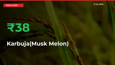 Why Karbuja(Musk Melon) Prices Rose 37.52% in a Day at Mandis