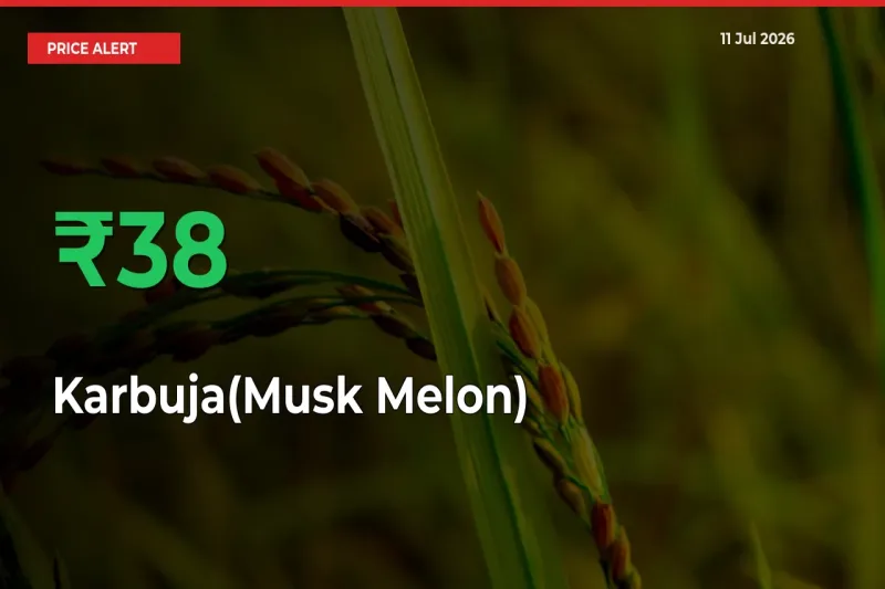 Why Karbuja(Musk Melon) Prices Rose 37.52% in a Day at Mandis