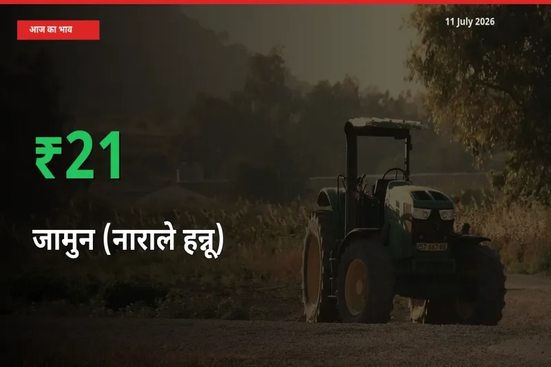 किसानों के लिए खुशखबरी! स्थानीय मंडी में जामुन (नाराले हन्नू) 20.84% उछला