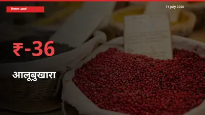 35.75% की गिरावट! मंडी में आलूबुखारा के दाम अचानक टूटे