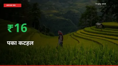 स्थानीय मंडी में पका कटहल के दाम अचानक 16.31% उछले, किसान सतर्क