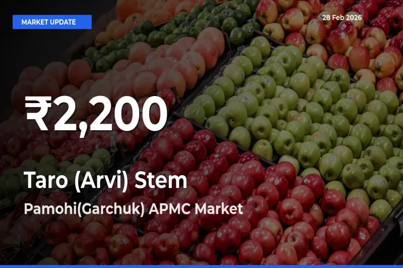 Taro (Arvi) Stem Prices Touch 30-Day Low in Pamohi(Garchuk) APMC – February 28 Update