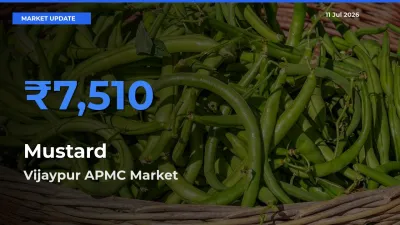 Vijaypur APMC Tops Mustard Rates – July 11 Market Update