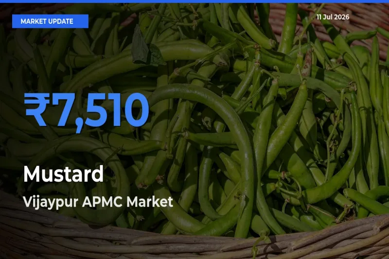 Vijaypur APMC Tops Mustard Rates – July 11 Market Update