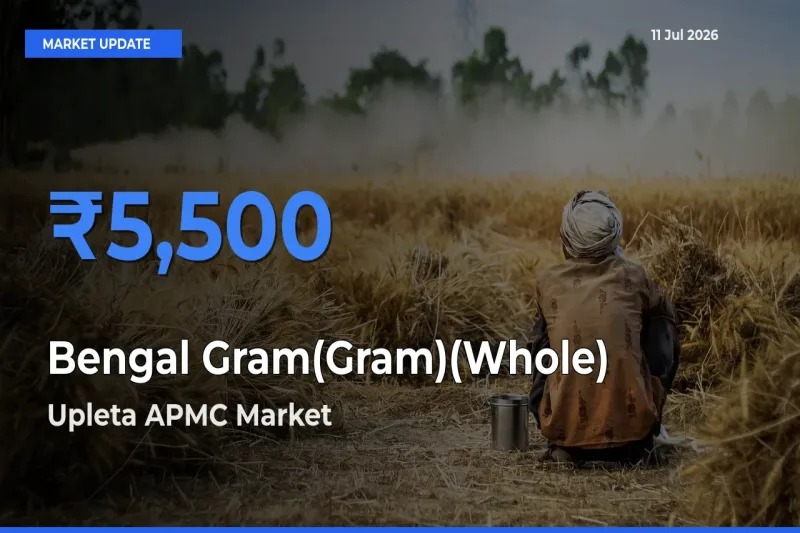 Upleta APMC Records Highest ₹5,500 Rate for Bengal Gram(Gram)(Whole)