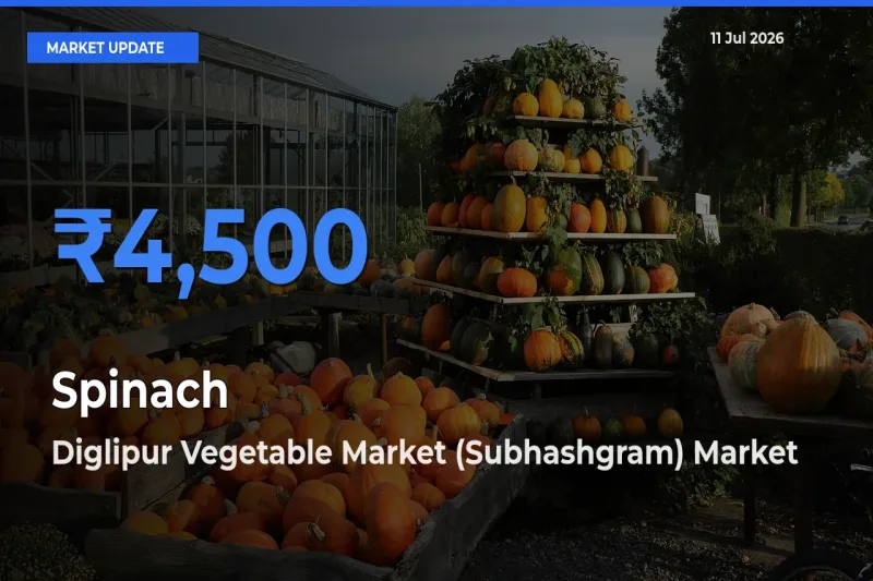 Diglipur Vegetable Market (Subhashgram) Records Highest ₹4,500 Rate for Spinach