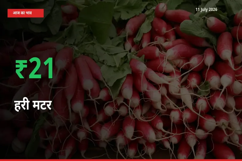 स्थानीय मंडी में हरी मटर के दाम अचानक 21.49% उछले, किसान सतर्क