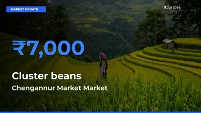 Top Performer! Chengannur Market Offers Best Cluster beans Price Today