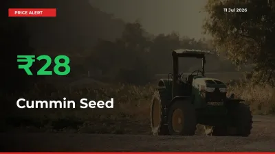 Cummin Seed Rises 27.79% at Mandis