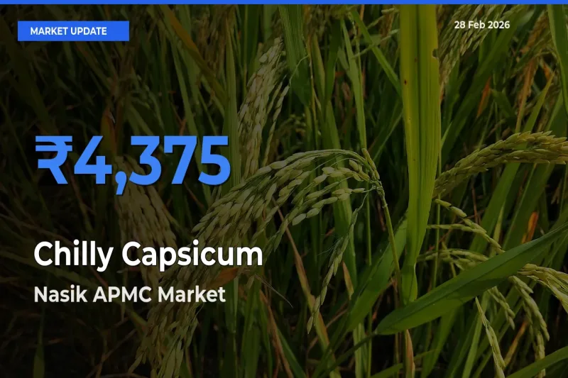 Nasik APMC Tops Chilly Capsicum Mandi Rates Today