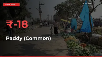 Paddy (Common) Prices Drop 17.68% in 24 Hours at Major Mandis