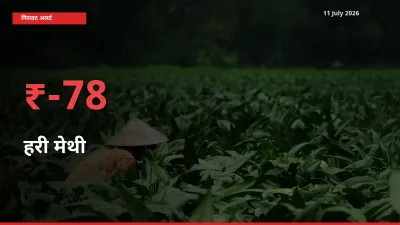 स्थानीय मंडी में हरी मेथी के दाम अचानक 77.51% गिरे, किसानों की चिंता बढ़ी