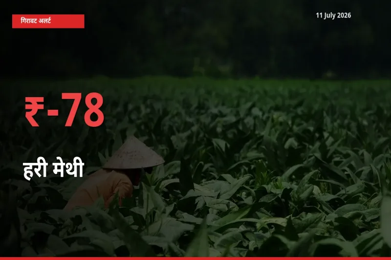 स्थानीय मंडी में हरी मेथी के दाम अचानक 77.51% गिरे, किसानों की चिंता बढ़ी