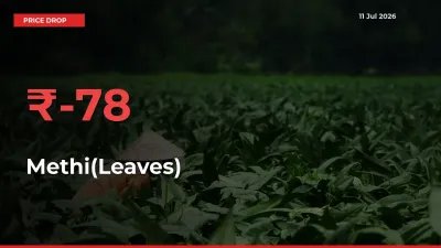 Why Methi(Leaves) Prices Fell 77.51% in a Day at Mandis