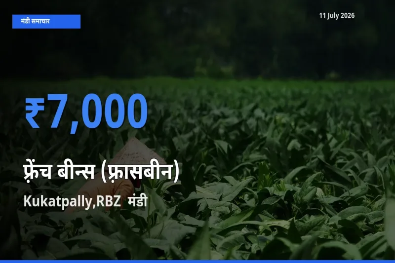 टॉप मंडी बना Kukatpally,RBZ ! फ़्रेंच बीन्स (फ़्रासबीन) के सबसे ऊँचे दाम यहीं दर्ज