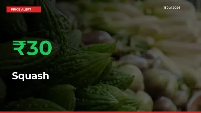 Sharp Jump! Squash Prices Climb 30.05% in 24 Hours at Key Mandis