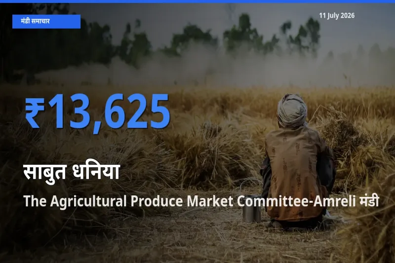The Agricultural Produce Market Committee-Amreli मंडी में आज साबुत धनिया के सबसे ऊँचे दाम दर्ज