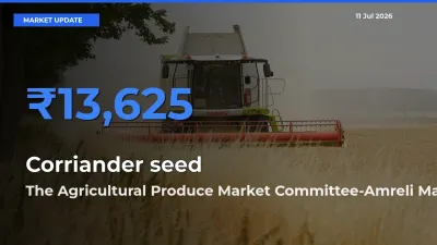 The Agricultural Produce Market Committee-Amreli Emerges as Top Mandi for Corriander seed Prices Today