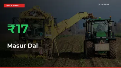 17.08% Spike in Masur Dal Prices – Mandi Sees Sudden Rally