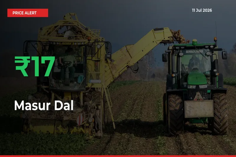 17.08% Spike in Masur Dal Prices – Mandi Sees Sudden Rally