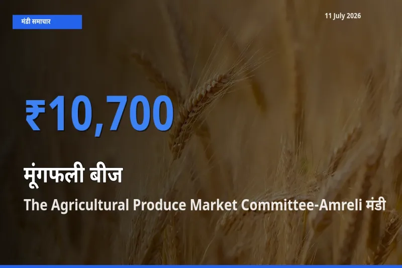 बाज़ार संकेत: The Agricultural Produce Market Committee-Amreli बना मूंगफली बीज के लिए आज की टॉप मंडी
